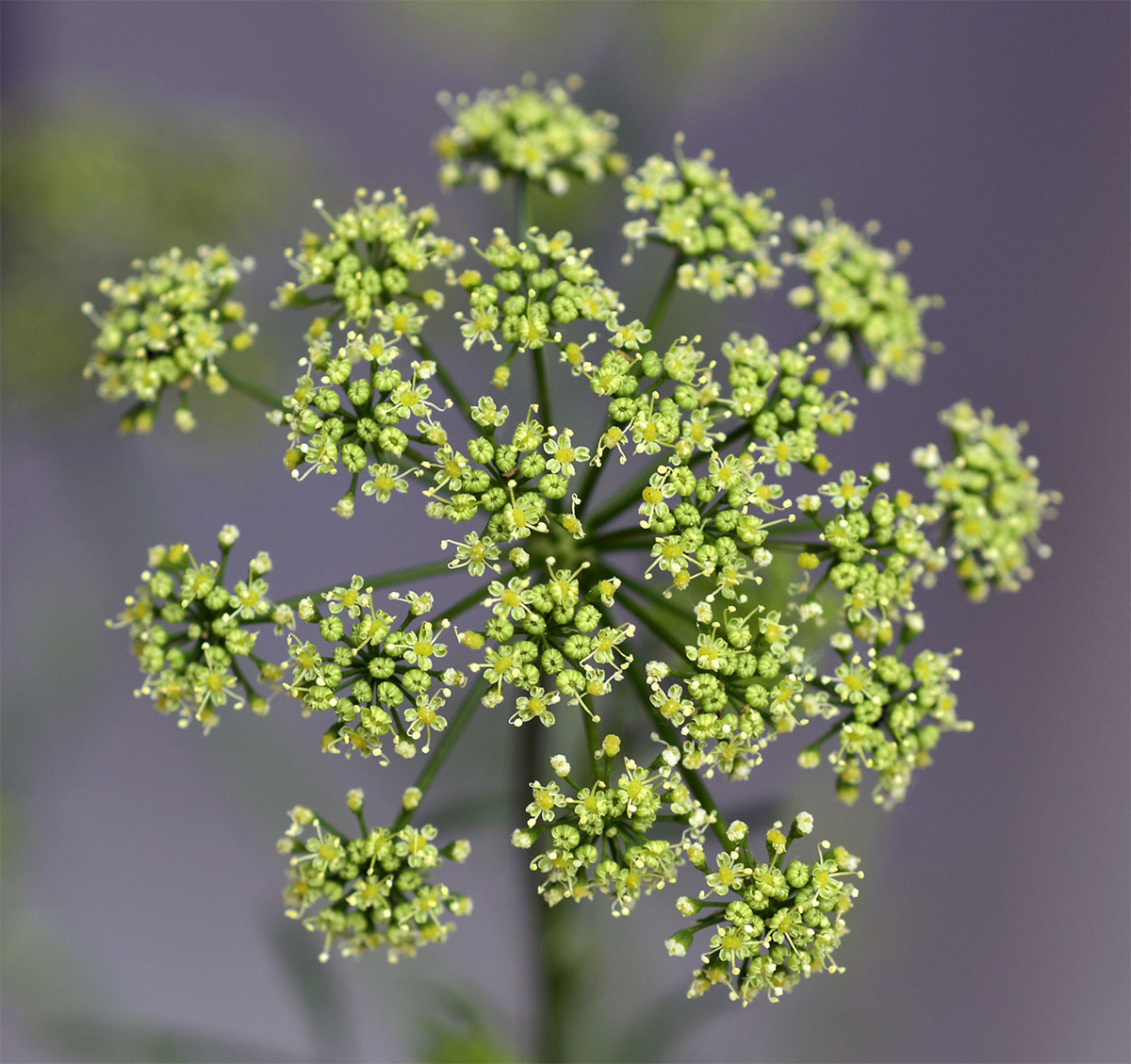 3.-Parsley-flower-(Historical-uses)