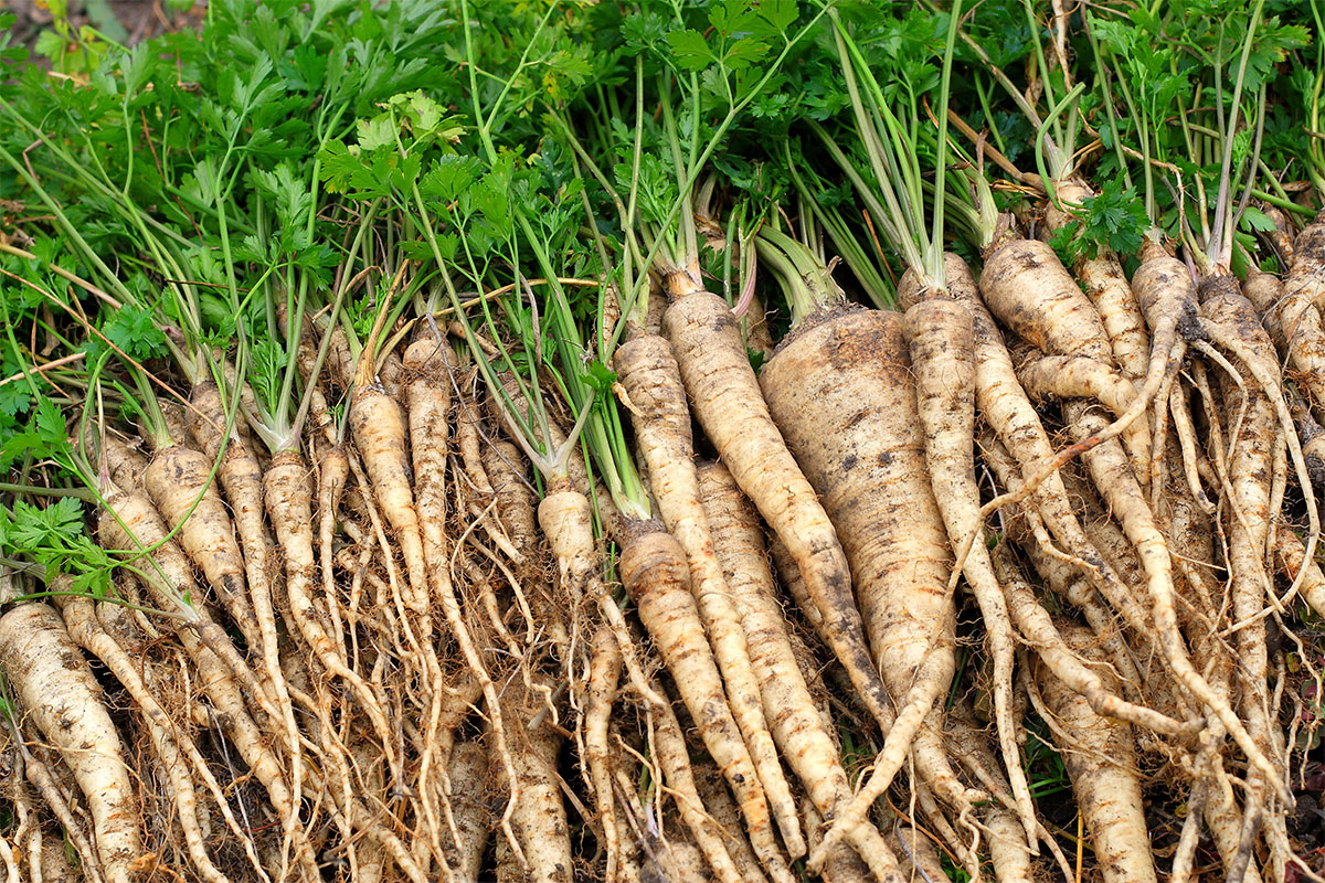 4.-(2-of-2)-Parsley-root-with-constituents--(P.-crispum-var