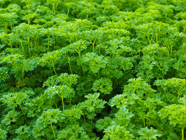 9.-Parsley-leaf-(Medicinal-uses)-P.-crispum-var.-crispum