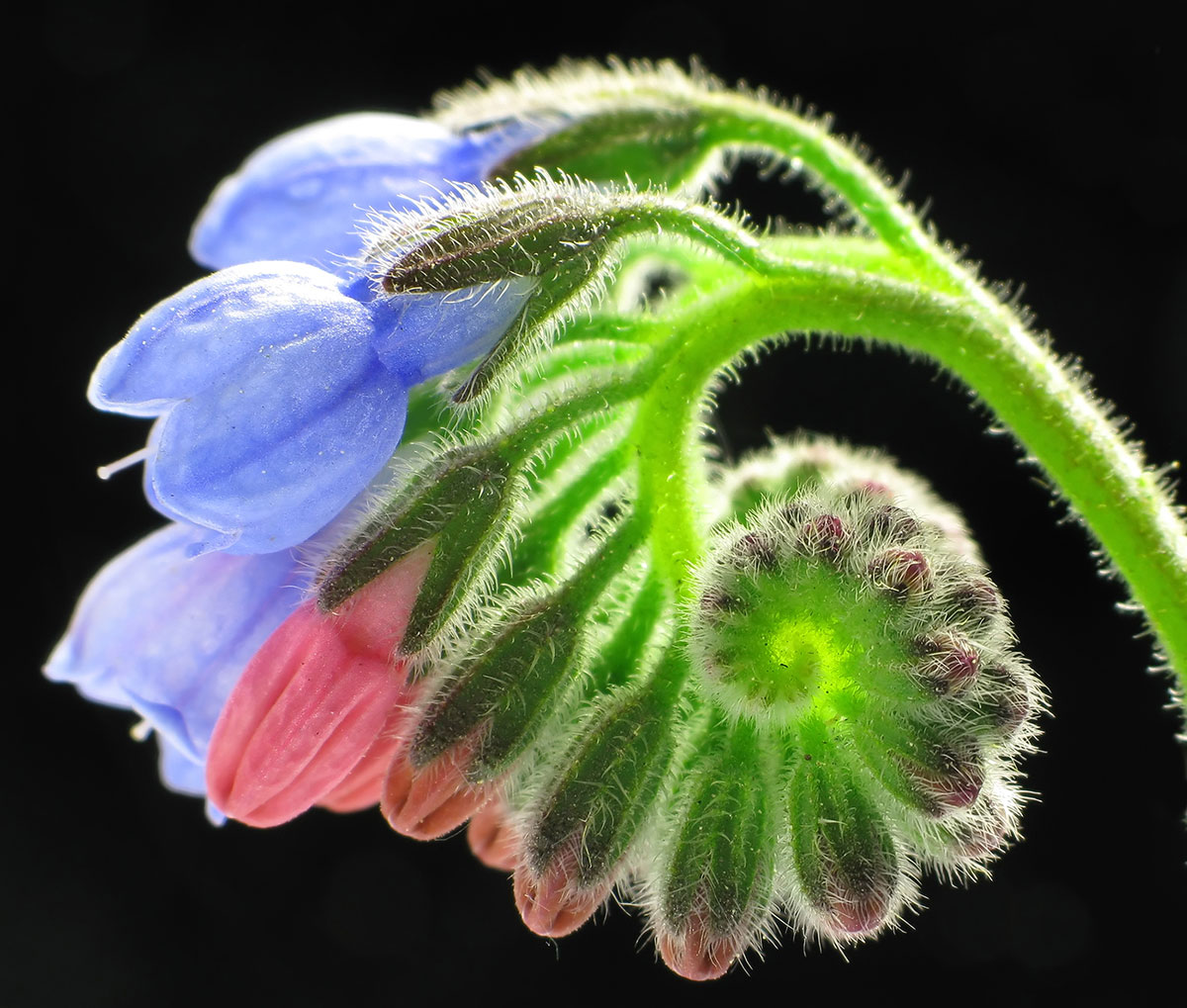Comfrey-flower-closeup