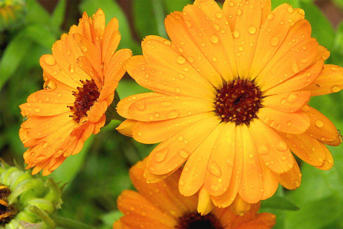 calendula